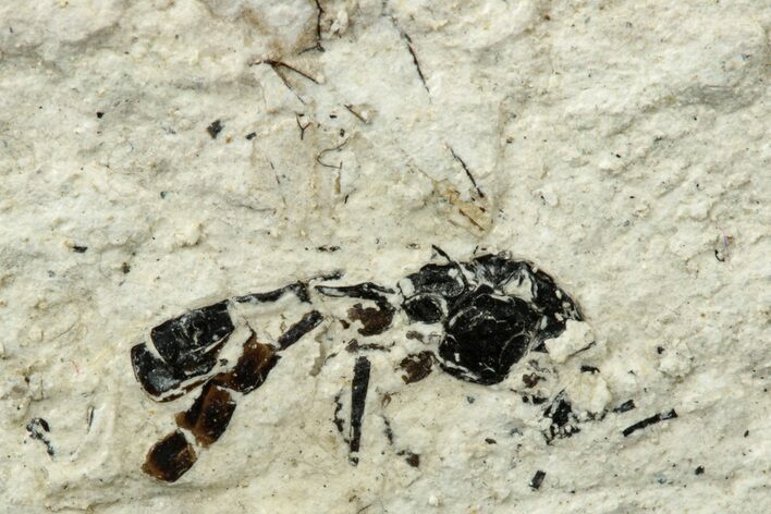 Miocene Ichneumon Wasp (Ichneumonidae) Fossil - Murat, France #254027